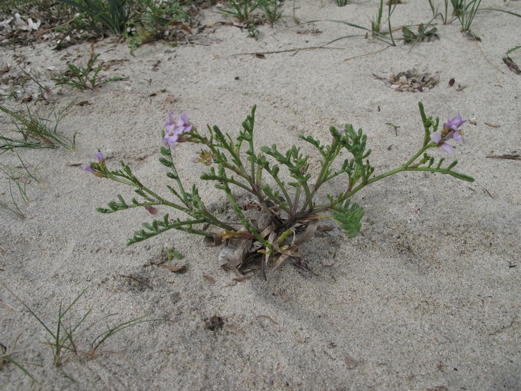 Cakile maritima